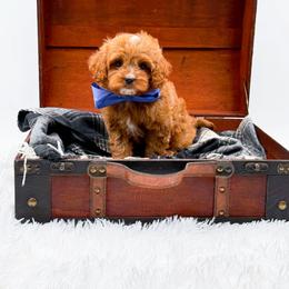 Sam - Red male Bernedoodle puppy in North Carolina from NC Doodle Puppies