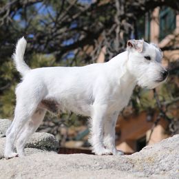 Oliver - Jack Russell Terrier