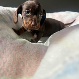 Honeycomb - Chocolate and tan female Dachshund puppy in Temecula, California from Naomi Magee's Dachshund Kennel