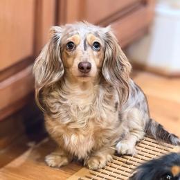 Candy - Dachshund