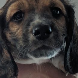 Boy 2 - Dachshund puppy in Homosassa, Florida from Foxies Doxies