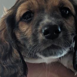Boy 2 - Dachshund puppy in Homosassa, Florida from Foxies Doxies