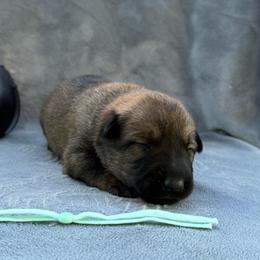 Hazel - Red sable female Belgian Malinois puppy in Sheridan, Arkansas from Dark Sky Kennels