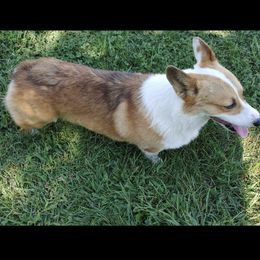 Ryder - Pembroke Welsh Corgi