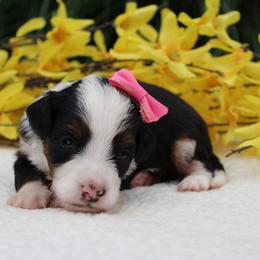 Lily - Tri-color female Bernedoodle puppy in Perrysville, Ohio from Pleasant Valley Bernedoodles