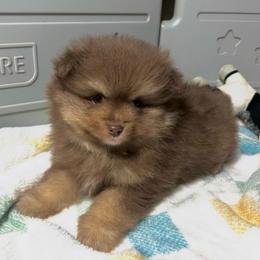 Percy - Chocolate and tan male Pomeranian puppy in Burton, Michigan from Ranger's Pomeranians
