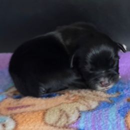 Boy 1 - Parti male Yorkshire Terrier puppy in White Pigeon, Michigan from Kathys Yorkie and Shih-tzu Cuties