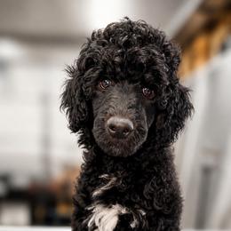 Poodle Puppies from Impressive Cartwright Standards