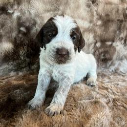 Girl 6 - Wirehaired Pointing Griffon puppy in Jerome, Idaho from Double R Griffons