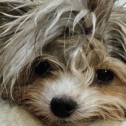 Freya - Biewer Terrier