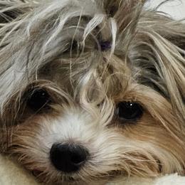 Freya - Biewer Terrier