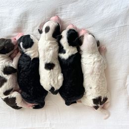 Aussiedoodle Puppies from JK Mini Doodles