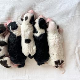 Aussiedoodle Puppies from JK Mini Doodles