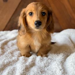 Canyon - Dapple male Dachshund puppy in Pflugerville, Texas from Dream A Dream Dachshunds