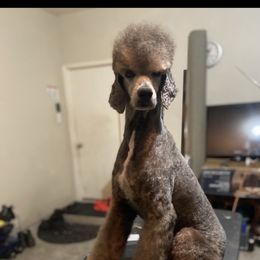 Morpheus - Poodle