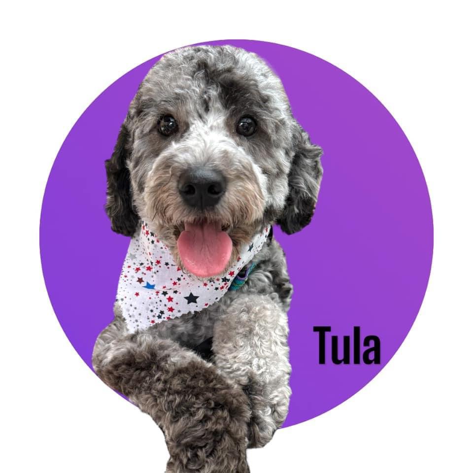 Tula