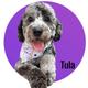 Tula