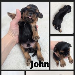John - Black and tan male Cavalier King Charles Spaniel puppy in Seymour, Missouri from Painted Blessing's AKC Cavaliers LLC