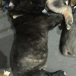 Cane Corso Puppies from Willow’s Meadow