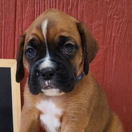 Boxers, Cavalier King Charles Spaniels, and Companion Crosses from Katie's Pups
