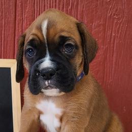 Boxers, Cavalier King Charles Spaniels, and Companion Crosses from Katie's Pups