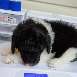 Goldendoodle and Poodle Puppies from Elizabeth Rocha's Doodles