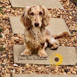 Boone - Dachshund
