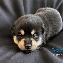 Fezzik - Tri-color male Pomsky puppy in Winston, Oregon from Arctic Tails Spitz