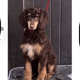 Fudge - Brown female Poodle puppy in Corona, California from Garden Of Poodles