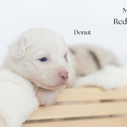 Donut - Red merle male Miniature Australian Shepherd puppy in Wooster, Ohio from Kari's Mini Aussies