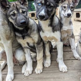 Siberian Husky Puppies from Yukikaze Siberians