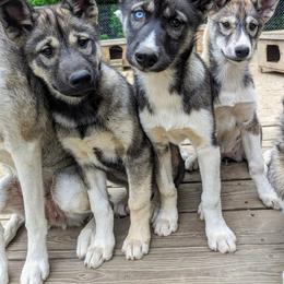Siberian Husky Puppies from Yukikaze Siberians