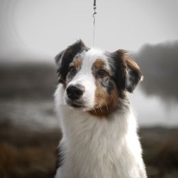 Ocean - Australian Shepherd