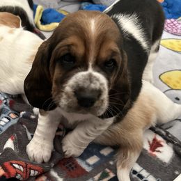 Girl 3 - Basset Hound puppy in Gilbert, Arizona from Redhead Hounds