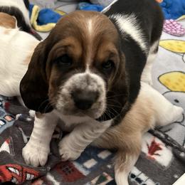Girl 3 - Basset Hound puppy in Gilbert, Arizona from Redhead Hounds