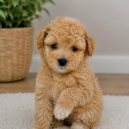 Lily Duke - Apricot female Maltipoo puppy in Greenville, North Carolina from ENC Goldendoodles