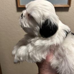 Chewy - White male Shih Tzu puppy in Victorville, California from Precioustzus