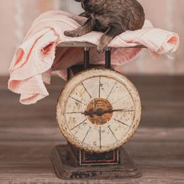 Poodle Puppies from Setting the Standard Poodles