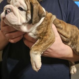 Bulldog Puppies from Magill's Bulldogs