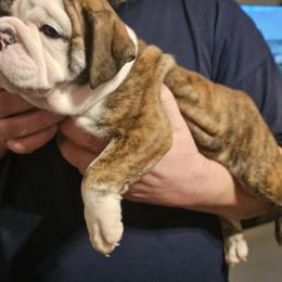 Bulldog Puppies from Magill's Bulldogs