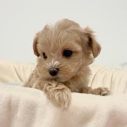 Josephine - Apricot female Maltipoo puppy in Spring, Texas from GlamPaw Maltipoos