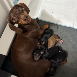 Dachshund puppies from Alexandra's Mini Doxies