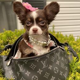 Chihuahua and Shih Tzu Puppies from Cuties 4 You