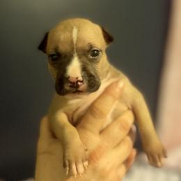 Orchid - Blue fawn female American Staffordshire Terrier puppy in Monroe, Georgia from Irresistibull Staffords