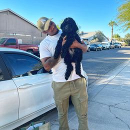 Goldendoodle Puppies from CocoLove Doodles