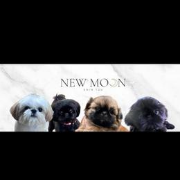 Ava - Gold and white female Shih Tzu puppy in Galveston, Texas from 🌗 New Moon Shih Tzu 🌗