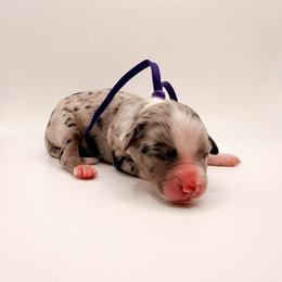 Amber - Blue merle female Australian Shepherd puppy in Placerville, California from BFF Aussies