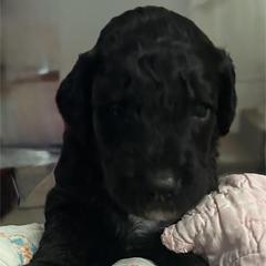 Boy 2 - Black male Goldendoodle puppy in West Frankfort, Illinois from Griffinstead Doodles
