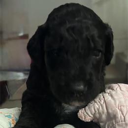 Boy 2 - Black male Goldendoodle puppy in West Frankfort, Illinois from Griffinstead Doodles