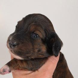 Miss Tiger - Brindle female Dachshund puppy in El Paso, Texas from Mells Weenies